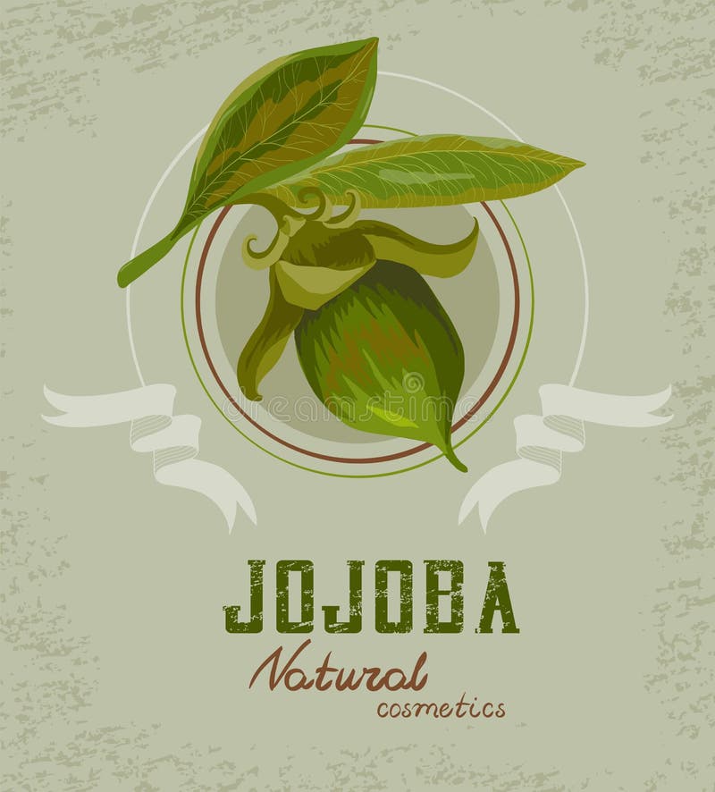 Aceite De Jojoba Con Planta De Jojoba Stock de ilustración ...