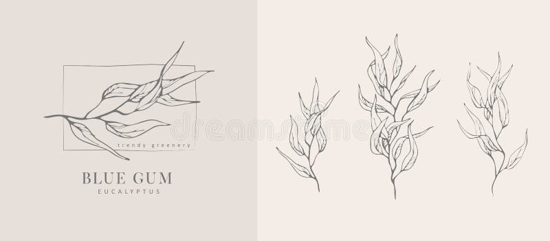Logotipo De Eucalipto De Goma Azul Y Rama Floral. Planta De Hierba De