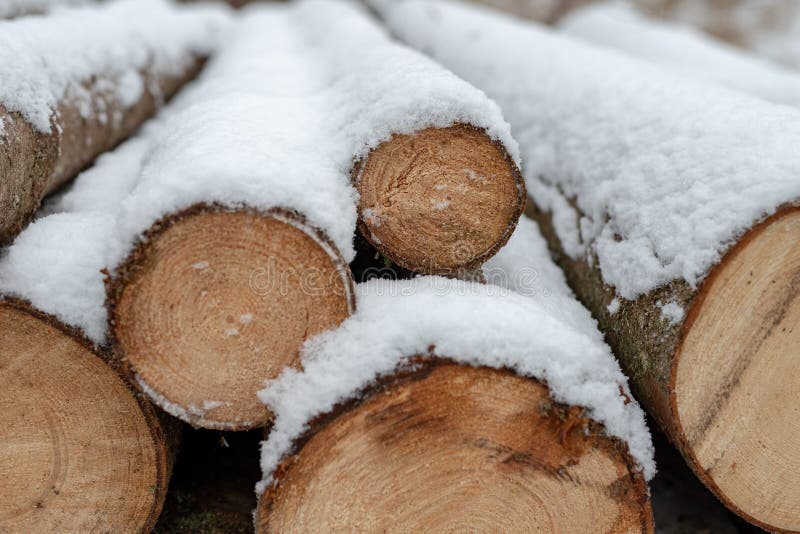 Logs Covered with Fresh Snow. a Pile of Wood in the Forest Stock Image