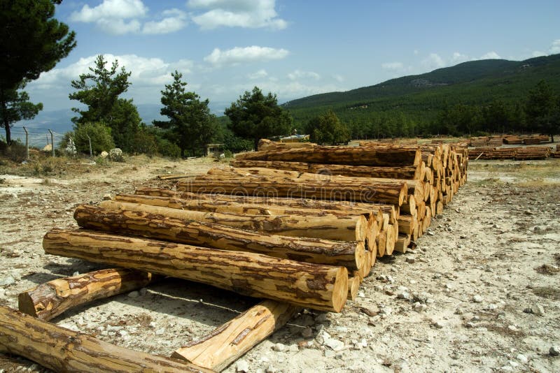 Logs in Forest stock photos