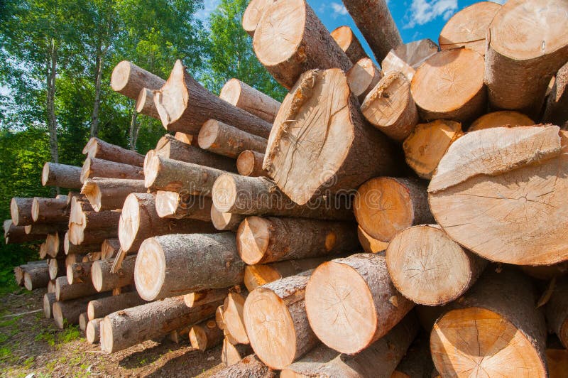 Close up of logs stacked at lumber mill in Ontario, Canada. Close up of logs stacked at lumber mill in Ontario, Canada