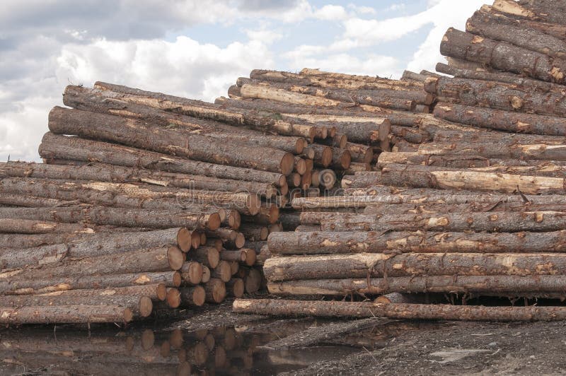 Logs at lumber mill stock photo. Image of tree, wooden 33222324