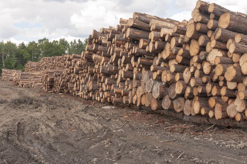 Logs at lumber mill