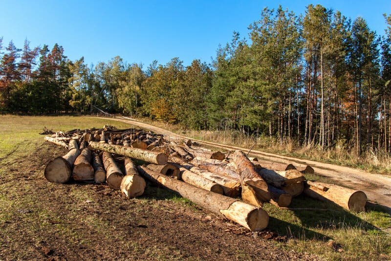 Logs of Spruce and Pine. Timber Harvesting. Preparing Wood for Winter
