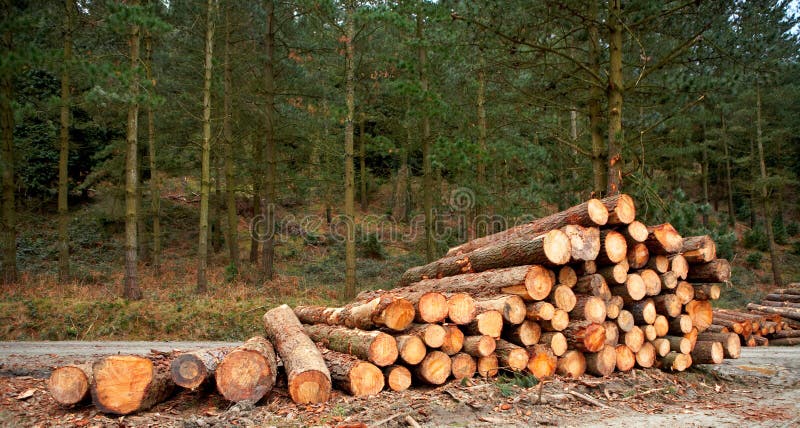 Logs stacked