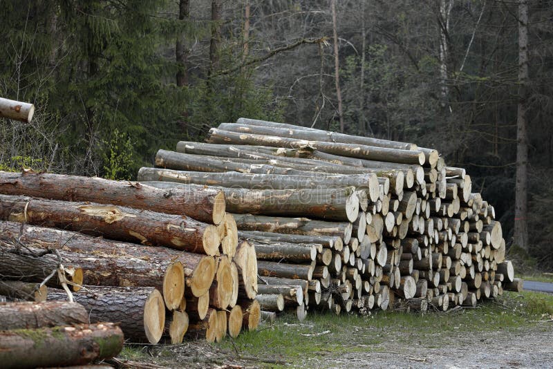 Stored in the Forest Tree Felling after a Gale Stock Photo Image of