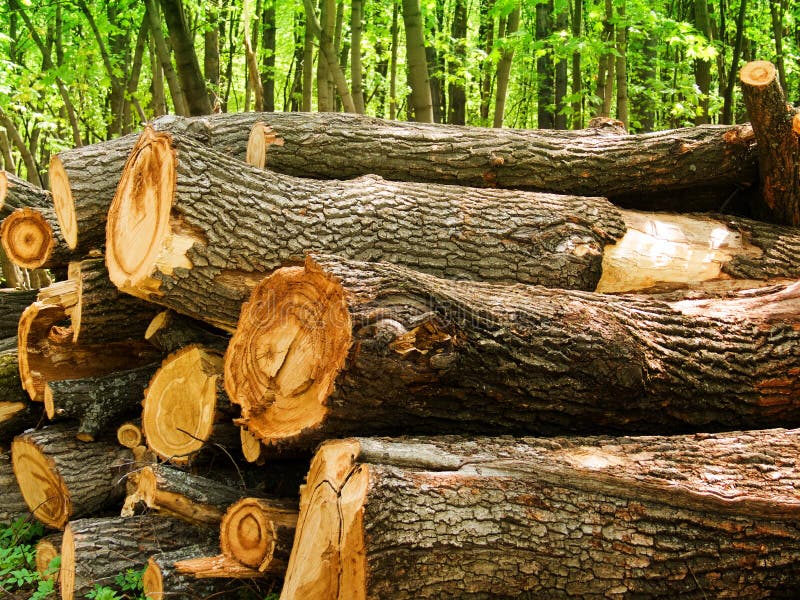 Logs of a tree an oak in wood