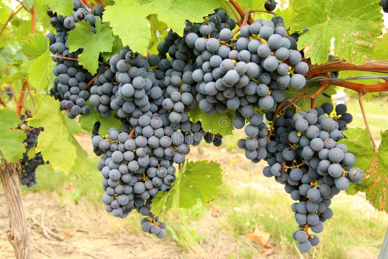 Cabernet Franc black grape vines royalty free stock photography Cabernet Franc black grape vines royalty free stock photography
