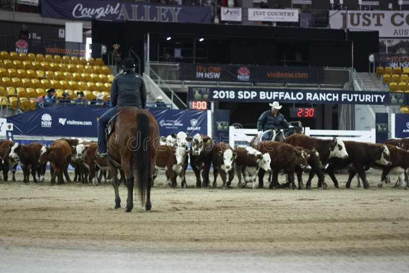 Lokala bönder som rider deras quaterhorses royaltyfri foto