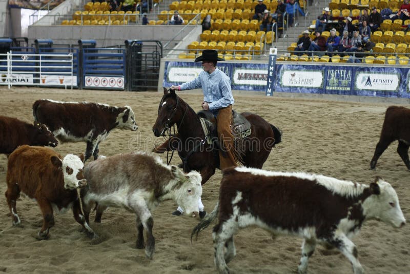Lokala bönder som rider deras quaterhorses royaltyfri fotografi