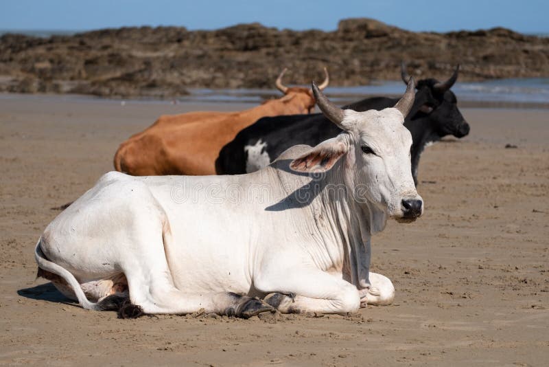 Lokale Nguni-Kühe am zweiten Strand, bei Port-St Johns auf der wilden Küste in Transkei, Südafrika lizenzfreie stockbilder