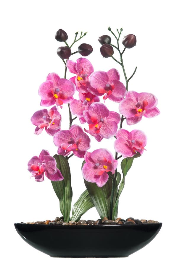 Lokalisierte dekorative Orchidee lizenzfreie stockfotos Lokalisierte dekorative Orchidee lizenzfreie stockfotos