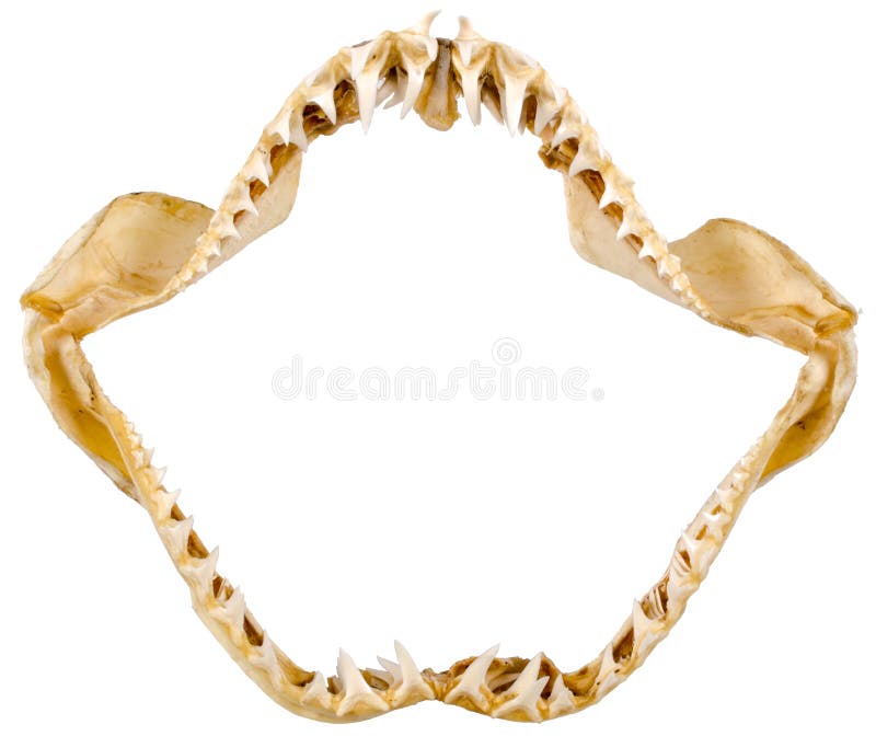 Lokalisierte Haifischkiefer stockfotografie Lokalisierte Haifischkiefer stockfotografie