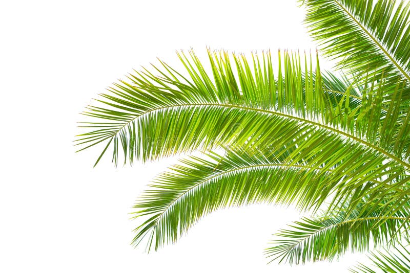 Lokalisierte Palmblätter auf weißem Hintergrund lizenzfreie stockfotografie