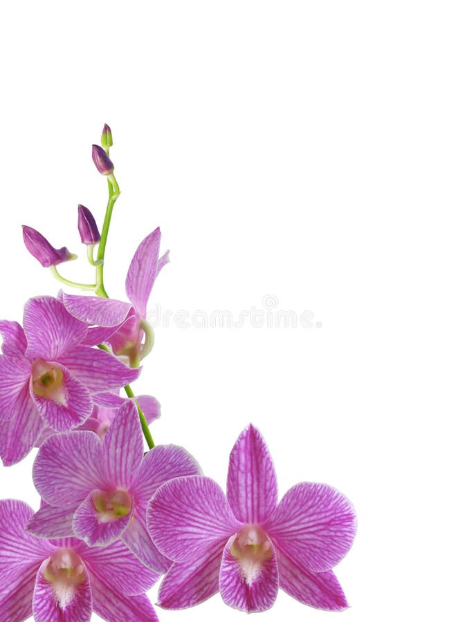 Lokalisierte purpurrote Dendrobiumorchideenblume mit Knospenspitze und weißem Hintergrund lizenzfreies stockfoto Lokalisierte purpurrote Dendrobiumorchideenblume mit Knospenspitze und weißem Hintergrund lizenzfreies stockfoto