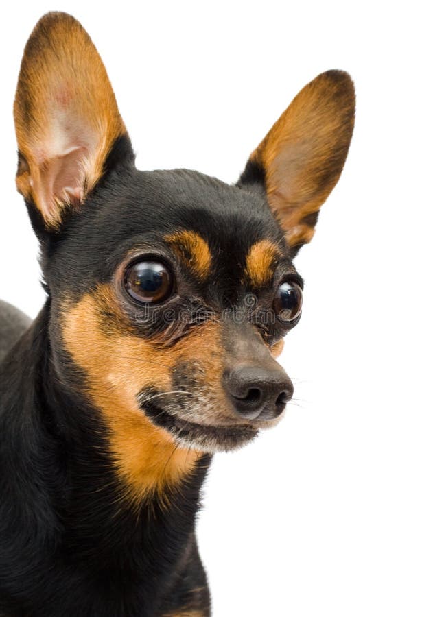 Lokalisierter Lustiger Hund Bild. Bild: 3471230