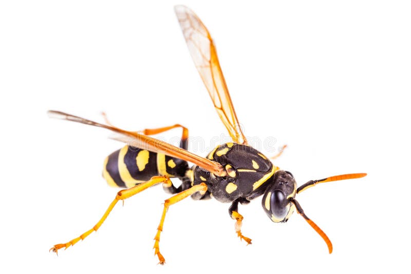 Macro shot of a common wasp isolated over a white background. Macro shot of a common wasp isolated over a white background