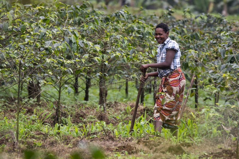 Lokalna kobieta pracuje na kawowej plantaci polach
