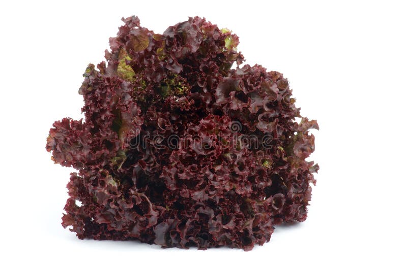 Lollo Rosso Lettuce