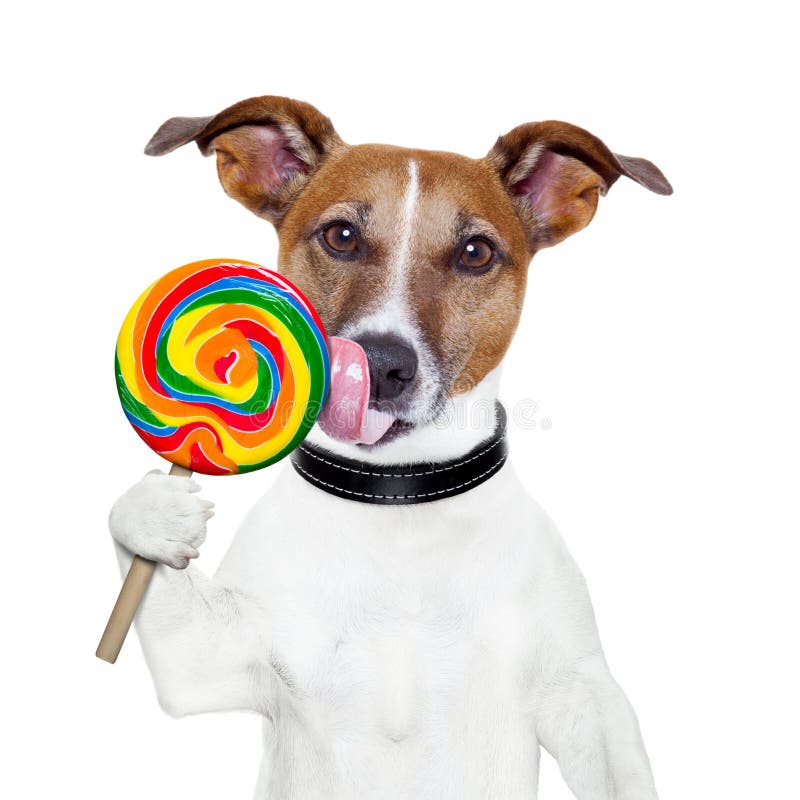 Lollypop Del Caramelo Que Lame El Perro Foto de archivo Imagen de fondo, broma 27235908