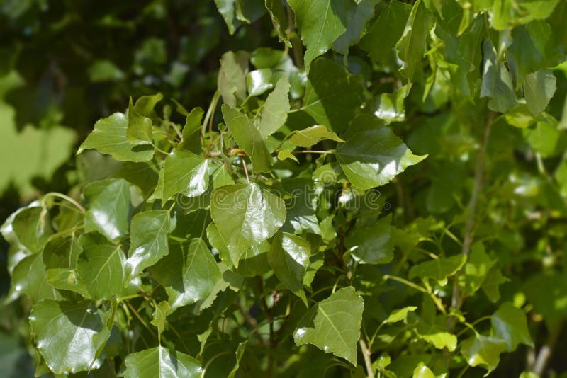 Lombardy poplar