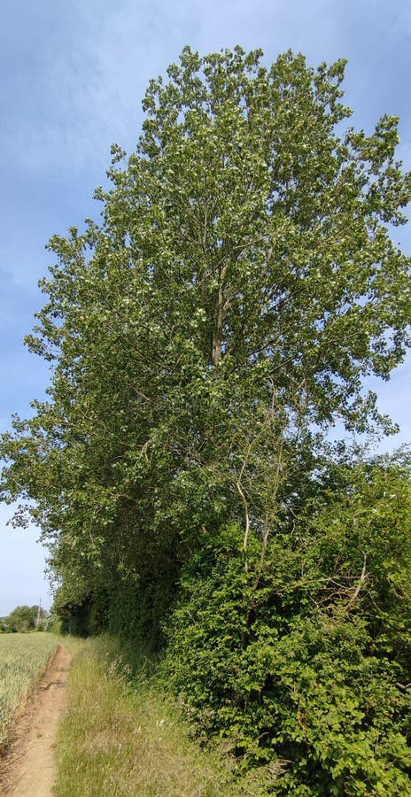 Lombardy Poplar - Populus nigra "Italica Trees in June in countryside at Forncett, Norfolk, England, UK. Populus nigra, the black poplar, is a species of cottonwood poplar, the type species of section Aigeiros of the genus Populus, native to Europe, southwest and central Asia, and northwest Africa. 'Italica' is the true Lombardy poplar, selected in Lombardy, northern Italy, in the 17th century. The growth is fastigiate (having the branches more or less parallel to the main stem), with a very narrow crown. Coming from the Mediterranean region, it is adapted to hot, dry summers. Lombardy Poplar - Populus nigra "Italica Trees in June in countryside at Forncett, Norfolk, England, UK. Populus nigra, the black poplar, is a species of cottonwood poplar, the type species of section Aigeiros of the genus Populus, native to Europe, southwest and central Asia, and northwest Africa. 'Italica' is the true Lombardy poplar, selected in Lombardy, northern Italy, in the 17th century. The growth is fastigiate (having the branches more or less parallel to the main stem), with a very narrow crown. Coming from the Mediterranean region, it is adapted to hot, dry summers.