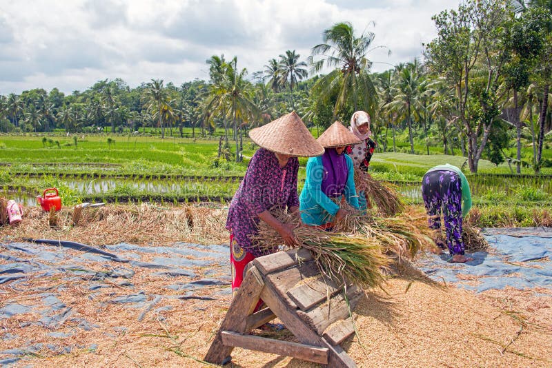 LOMBOK, INDONESIË - DECEMBER 30, 2016: Vrouwenarbeiders het oogsten stock foto LOMBOK, INDONESIË - DECEMBER 30, 2016: Vrouwenarbeiders het oogsten stock foto