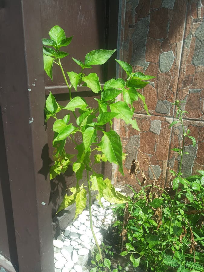 Lombok on the small terrace of the house. stock photography
