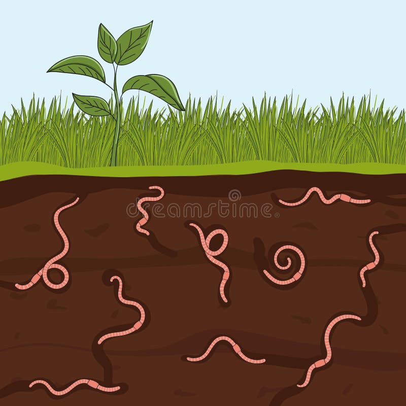 Lombrices de tierra rosas en suelo de jardín. corte de tierra con gusanos. agricultura
