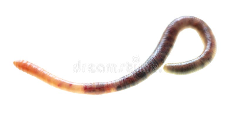 Nomura Artificiale Verme Di Silicone 13cm Grey Multi Glitter - Foto 8