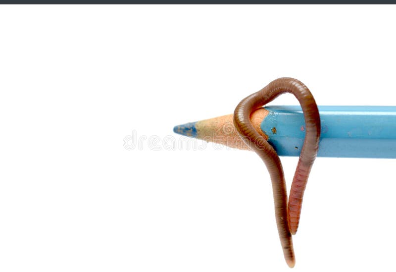 Lombriz de oreja en un lápiz azul. Imagen del gusano de oreja en un lápiz azul