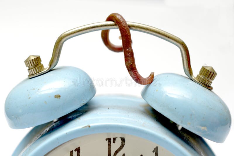 Lombriz de oreja en un reloj de alarma azul fotos de archivo libres de regalías