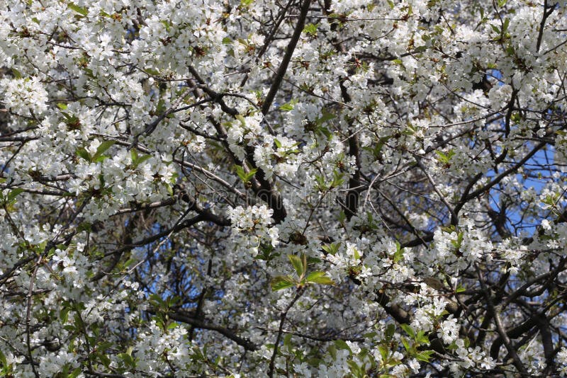 London. City. Kensington Gardens in Spring. Apple Tree in Blossom Stock ...