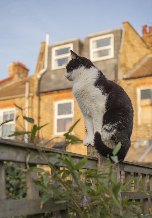 London, England - eine weiße und schwarze Katze im Garten an einem sonnigen Tag stockfotografie London, England - eine weiße und schwarze Katze im Garten an einem sonnigen Tag stockfotografie
