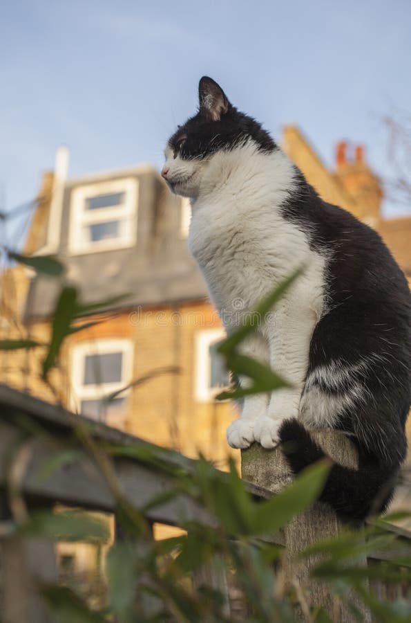 This image shows a view of a backyard garden in London, England, the UK. There`s a white and black cat sitting on a fence. It was taken on a sunny day in December 2018. This image shows a view of a backyard garden in London, England, the UK. There`s a white and black cat sitting on a fence. It was taken on a sunny day in December 2018.