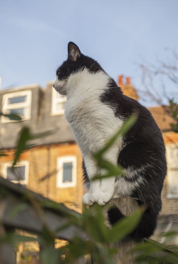 This image shows a view of a backyard garden in London, England, the UK. There`s a white and black cat sitting on a fence. It was taken on a sunny day in December 2018. This image shows a view of a backyard garden in London, England, the UK. There`s a white and black cat sitting on a fence. It was taken on a sunny day in December 2018.