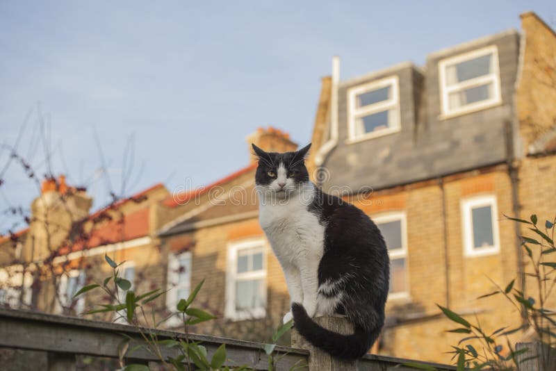 This image shows a view of a backyard garden in London, England. There`s a white and black cat sitting on a pole of a fence with some sunlit houses and blue skies behind it. It was taken on a sunny day in December 2018. It has a grumpy face. This image shows a view of a backyard garden in London, England. There`s a white and black cat sitting on a pole of a fence with some sunlit houses and blue skies behind it. It was taken on a sunny day in December 2018. It has a grumpy face.