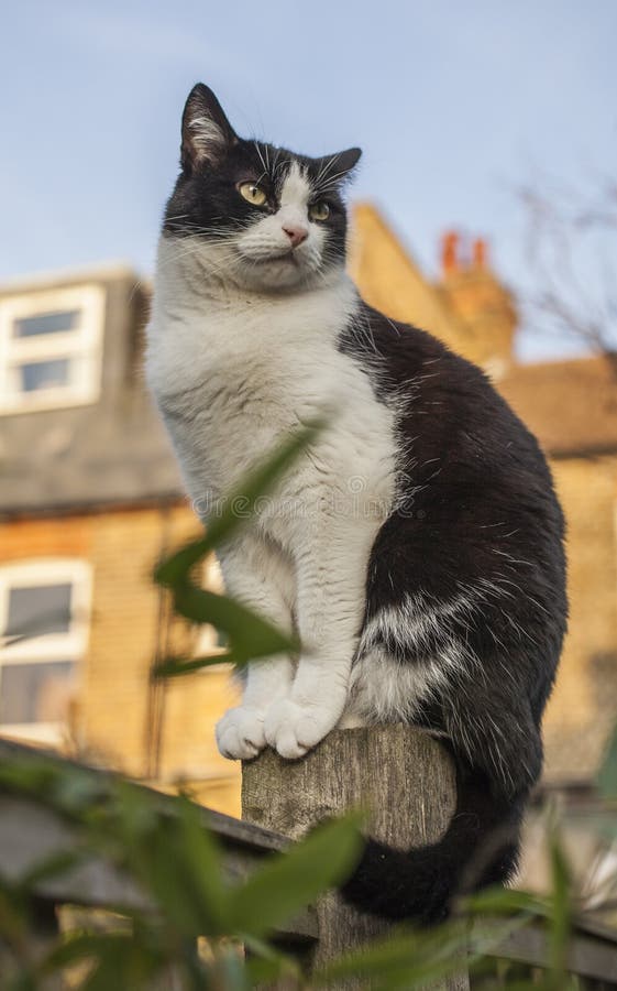 This image shows a view of a backyard garden in London, England. There`s a white and black fluffy cat sitting on a fence. It was taken on a sunny day in December 2018. This image shows a view of a backyard garden in London, England. There`s a white and black fluffy cat sitting on a fence. It was taken on a sunny day in December 2018.