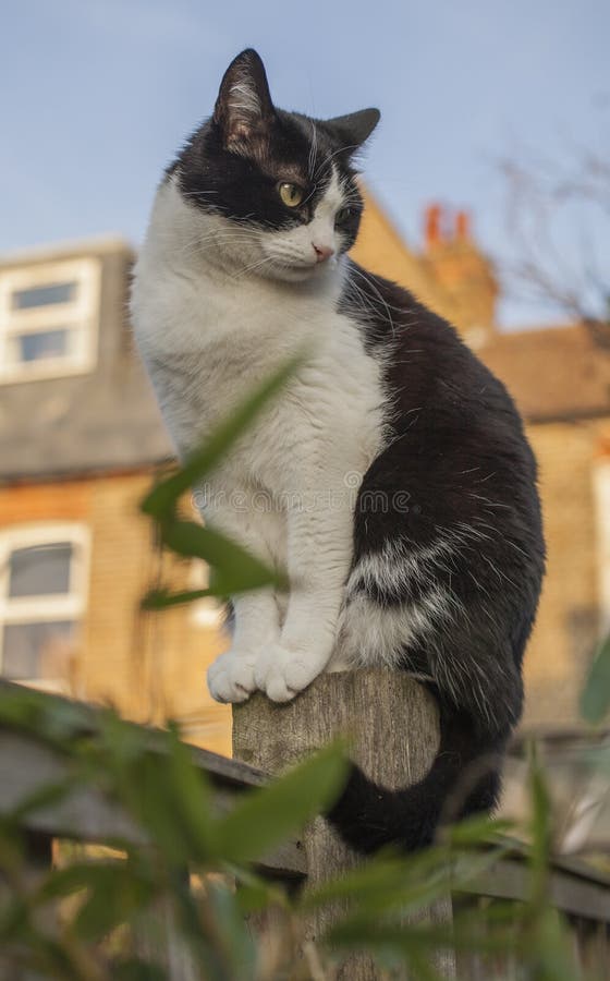 This image shows a view of a backyard garden in London, England. There`s a white and black fluffy cat sitting on a fence. It was taken in the evening on a sunny day in December 2018. This image shows a view of a backyard garden in London, England. There`s a white and black fluffy cat sitting on a fence. It was taken in the evening on a sunny day in December 2018.