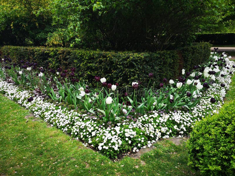 London hyde Park flowers stock photo. Image of natural 151802198