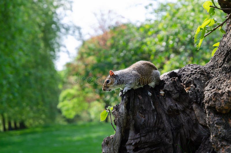 London-Stadt/England: Graues Eichhörnchen, das Erdnuss in St James Park isst lizenzfreie stockfotos London-Stadt/England: Graues Eichhörnchen, das Erdnuss in St James Park isst lizenzfreie stockfotos