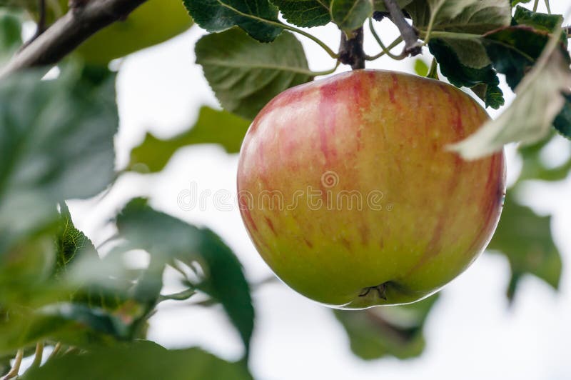 A ripe apple is on a tree in a garden