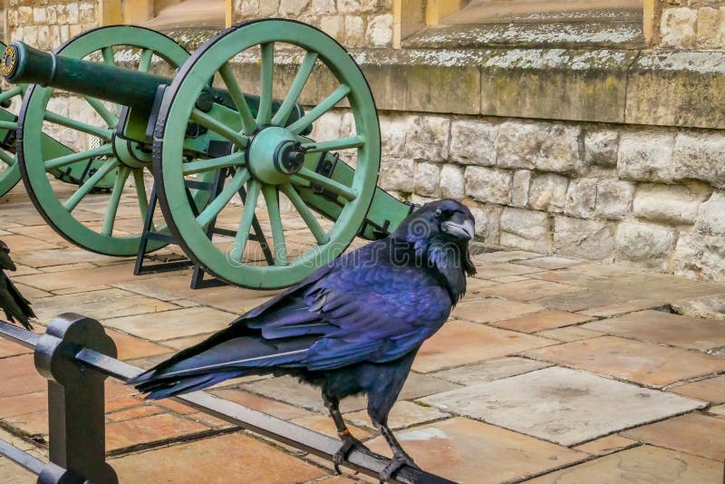 Captive raven at Tower of London, UK