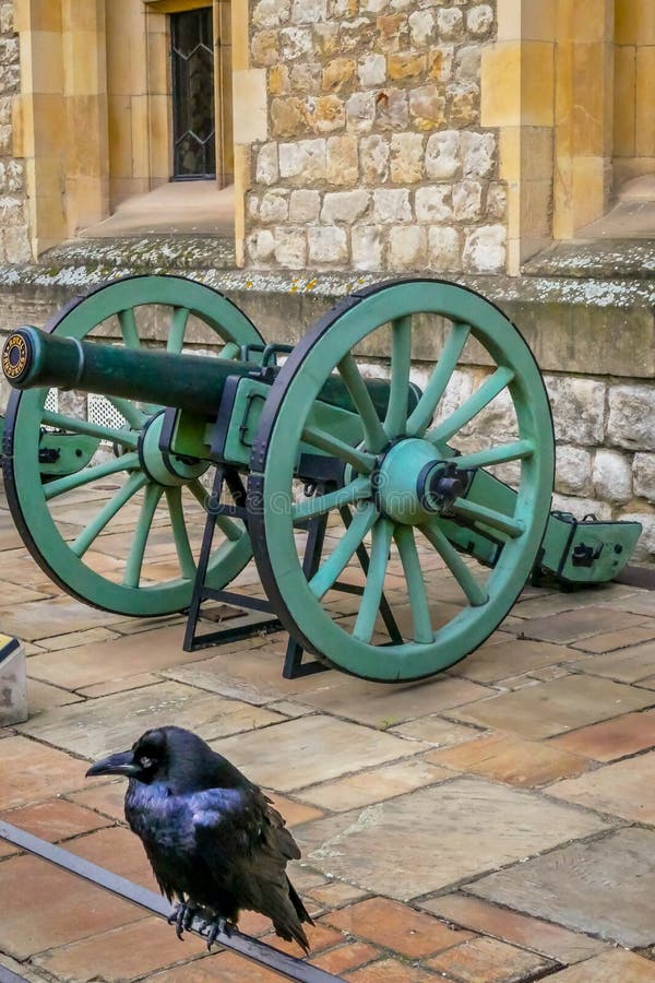 Captive raven at Tower of London, UK