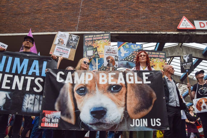 National Animal Rights March, London, UK 28 August 2021 Editorial  Photography - Image of welfare, protesting: 228547727