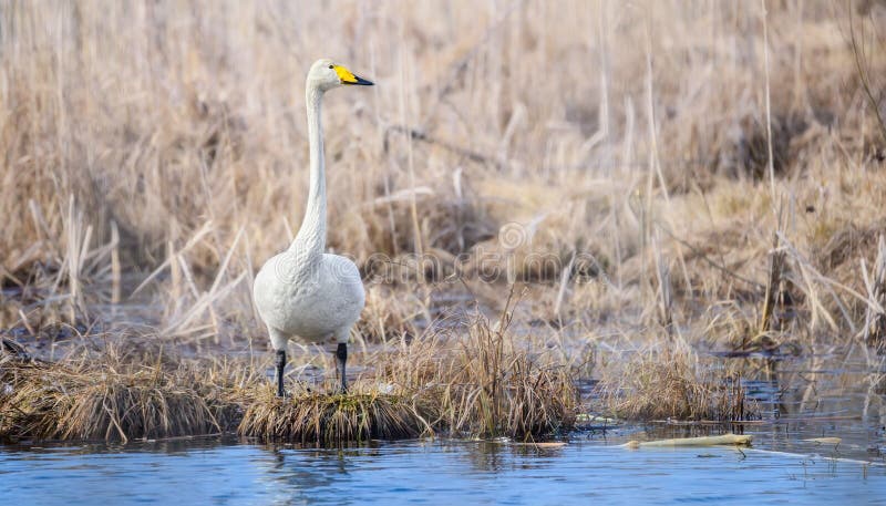 A lone adult migratory whooper swan close-up. A white swan standing near the water. Migratory bird in Belarus. Bialowieza Forest R