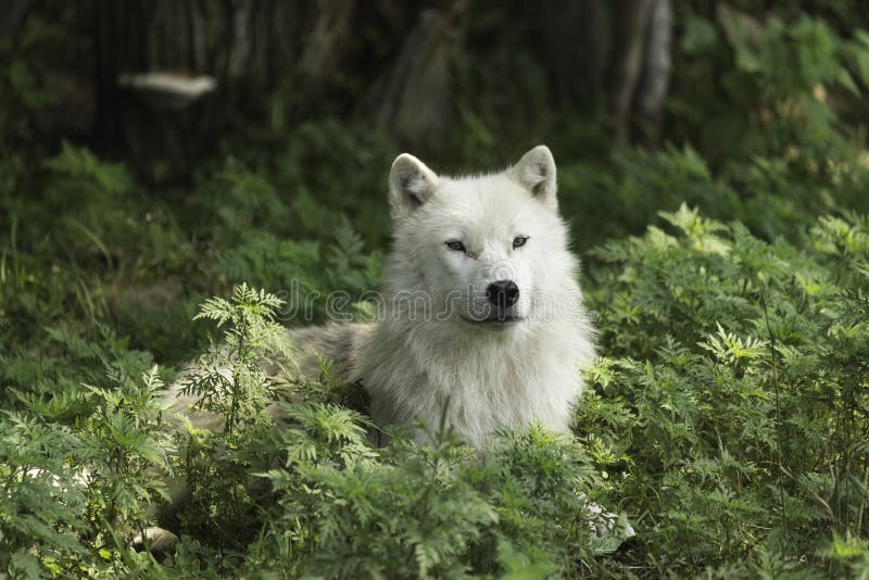 A lone Arctic wolf resting in a shaded area stock image A lone Arctic wolf resting in a shaded area stock image