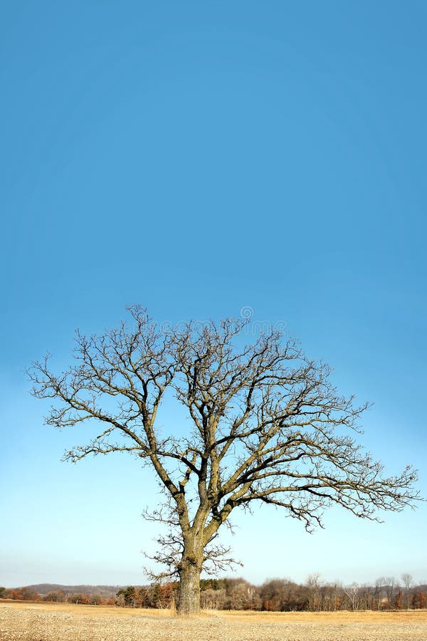 Lone Bare Branched Winter Tree in the Country. A isolated, lone old Oak tree has gnarly twisted bare branches in late winter, early spring in a Midwestern royalty free stock image Lone Bare Branched Winter Tree in the Country. A isolated, lone old Oak tree has gnarly twisted bare branches in late winter, early spring in a Midwestern royalty free stock image