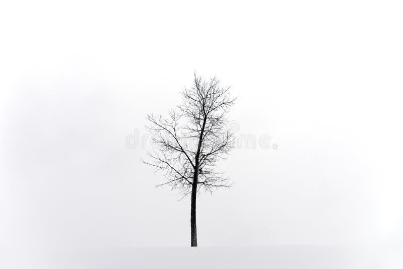 Lone bare tree in a completely white snow covered landscape, win
