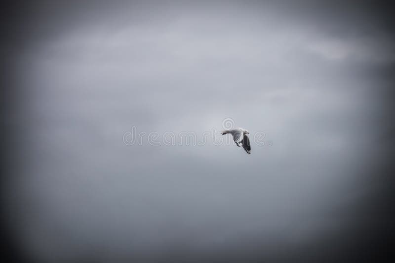 Lone bird flying on wing downbeat in foggy grey stormy skies fighting the wind - Room for copy